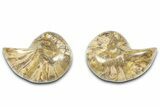 Jurassic Cut & Polished Nautilus (Cymatoceras) Fossil -Madagascar #365517-1